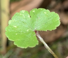 Hydrocotyle sibthorpioides