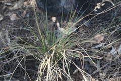 Eriachne pauciflora