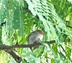 Orthotomus ruficeps
