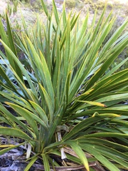 Aciphylla horrida