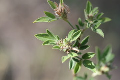 Stylosanthes scabra