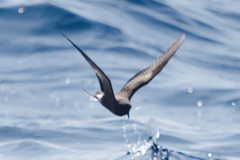 Hydrobates tethys
