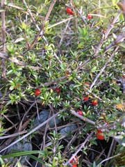 Coprosma cheesemanii