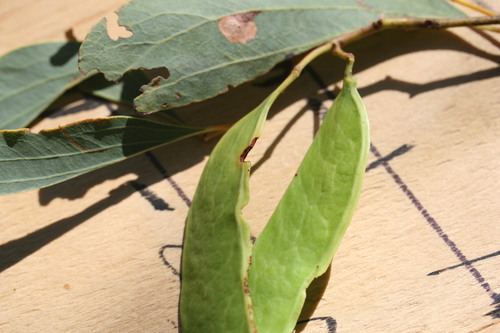 Pindan Wattle (Acacia platycarpa)