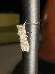 Cucullia laetifica