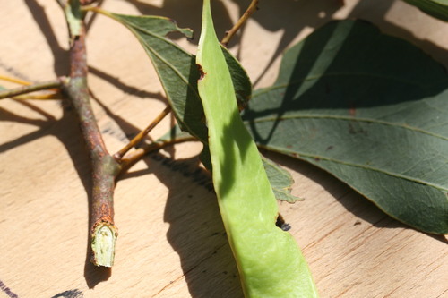 Image of Acacia platycarpa by (c) Benjamin Anderson, some rights reserved (CC BY)