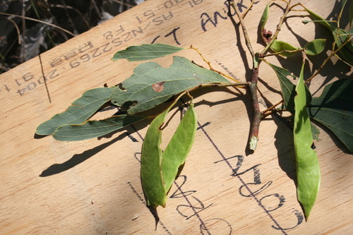 Image of Acacia platycarpa by (c) Benjamin Anderson, some rights reserved (CC BY)