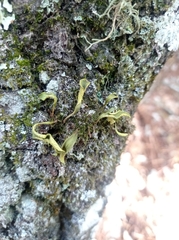 Pleopeltis polylepis