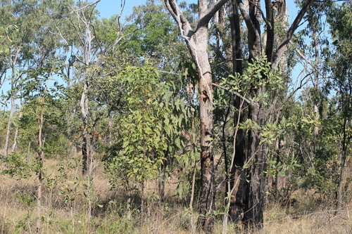Image of Acacia platycarpa by (c) Benjamin Anderson, some rights reserved (CC BY)