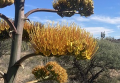 Agave aurea