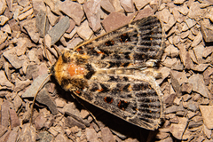 Proteuxoa sanguinipuncta