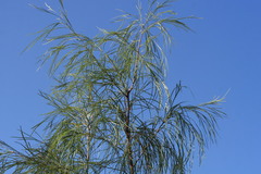 Grevillea parallela