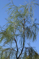 Grevillea parallela