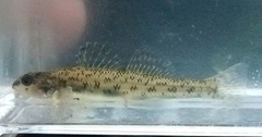 Etheostoma nigrum