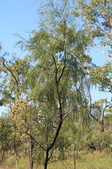 Grevillea parallela