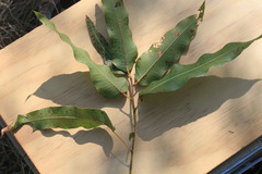 Brachychiton diversifolius