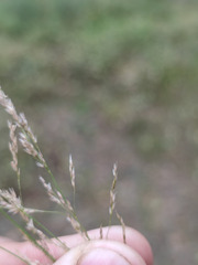 Agrostis vinealis