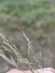 Agrostis vinealis