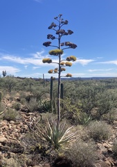 Agave aurea