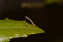 Ectropis crepuscularia