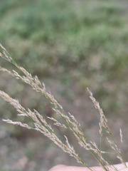 Agrostis vinealis
