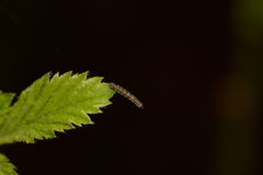 Ectropis crepuscularia
