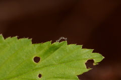 Ectropis crepuscularia