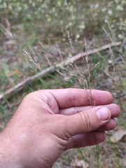 Agrostis vinealis