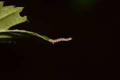 Ectropis crepuscularia