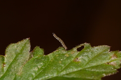 Ectropis crepuscularia