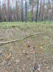Agrostis vinealis