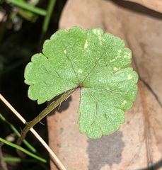 Hydrocotyle sibthorpioides