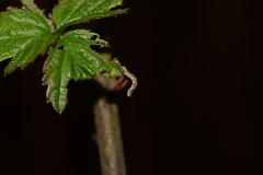 Ectropis crepuscularia