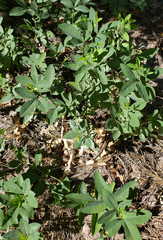 Thermopsis montana