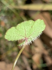 Hydrocotyle sibthorpioides