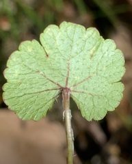 Hydrocotyle sibthorpioides