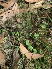 Hydrocotyle sibthorpioides