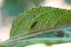 Klambothrips myopori
