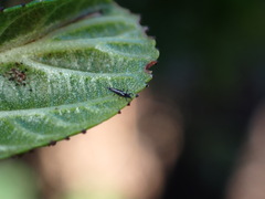 Klambothrips myopori