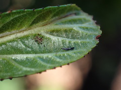 Klambothrips myopori