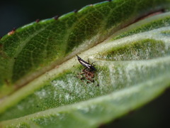 Klambothrips myopori
