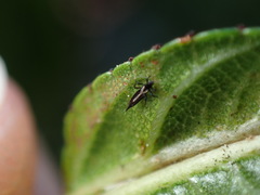 Klambothrips myopori