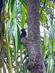 Chrysophlegma miniaceum