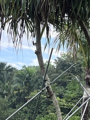 Chrysophlegma miniaceum