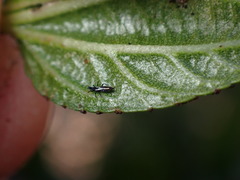 Klambothrips myopori