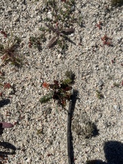 Synchytrium papillatum