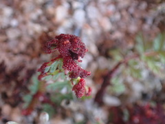 Synchytrium papillatum