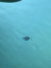 Caranx ruber