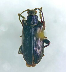 Donaciinae