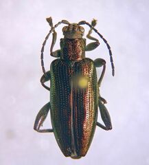 Donaciinae
